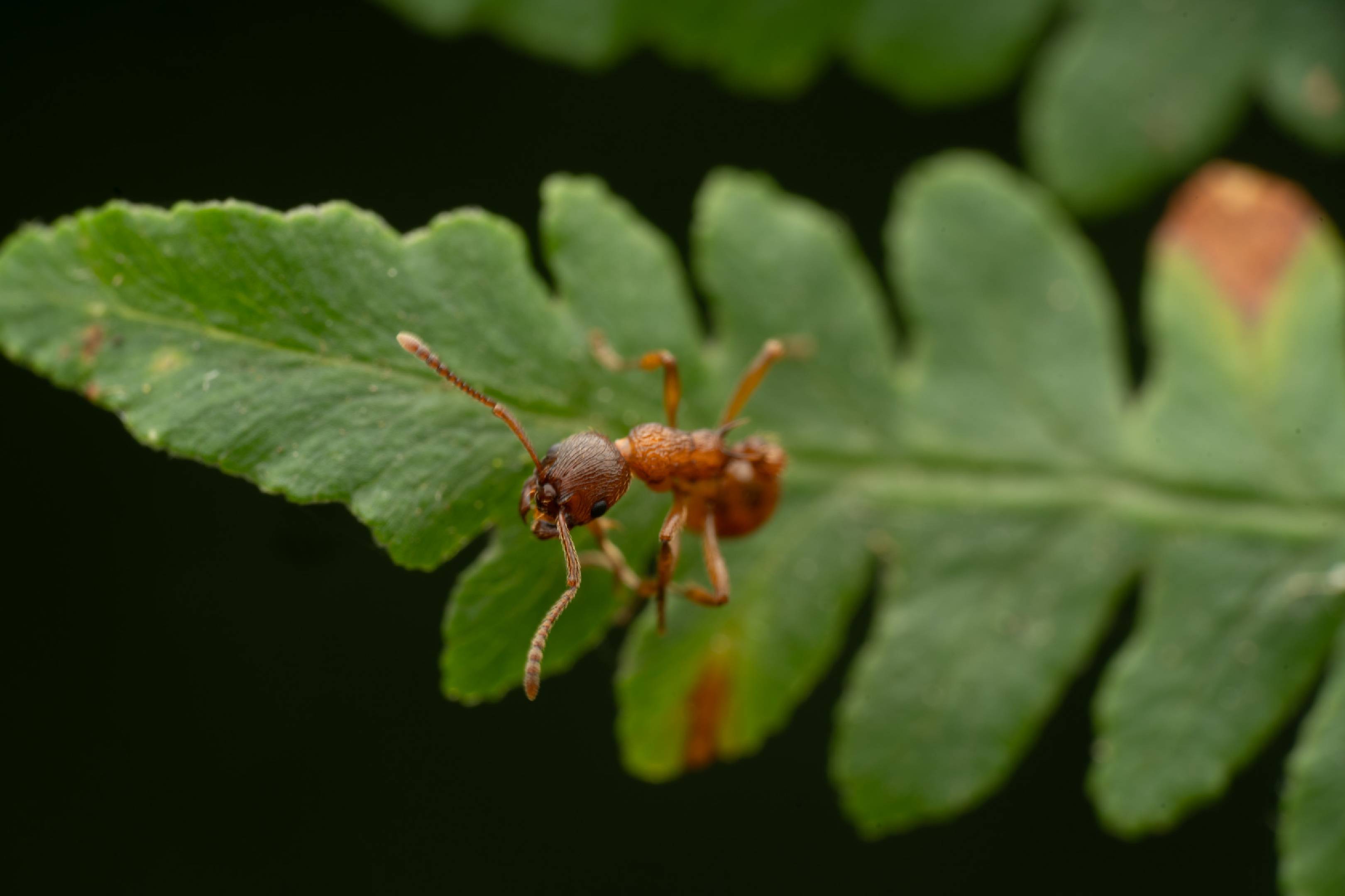 European fire ant