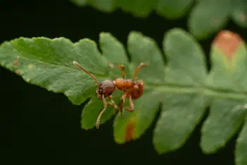 European fire ant