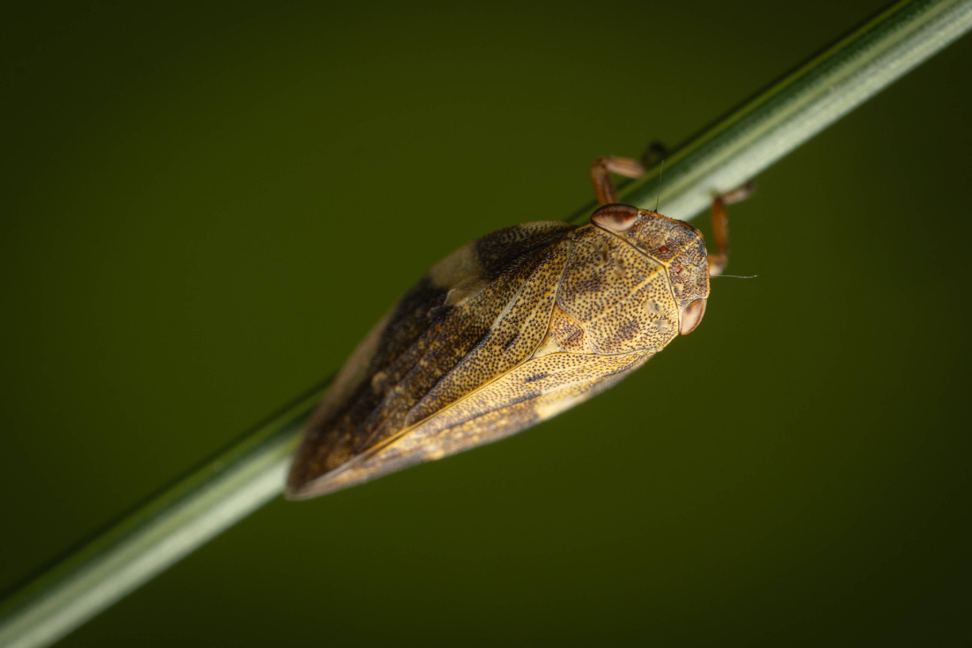 Alder Spittlebug