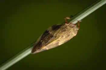Alder Spittlebug