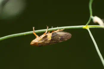 Alder Spittlebug