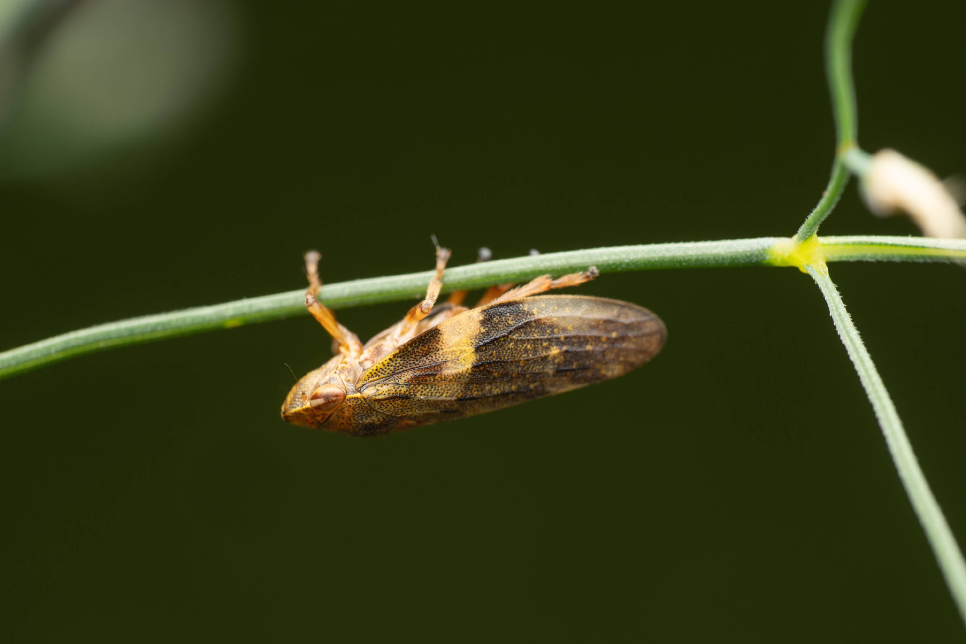 Alder Spittlebug