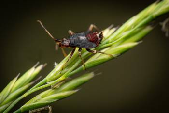 red-spotted plant bug