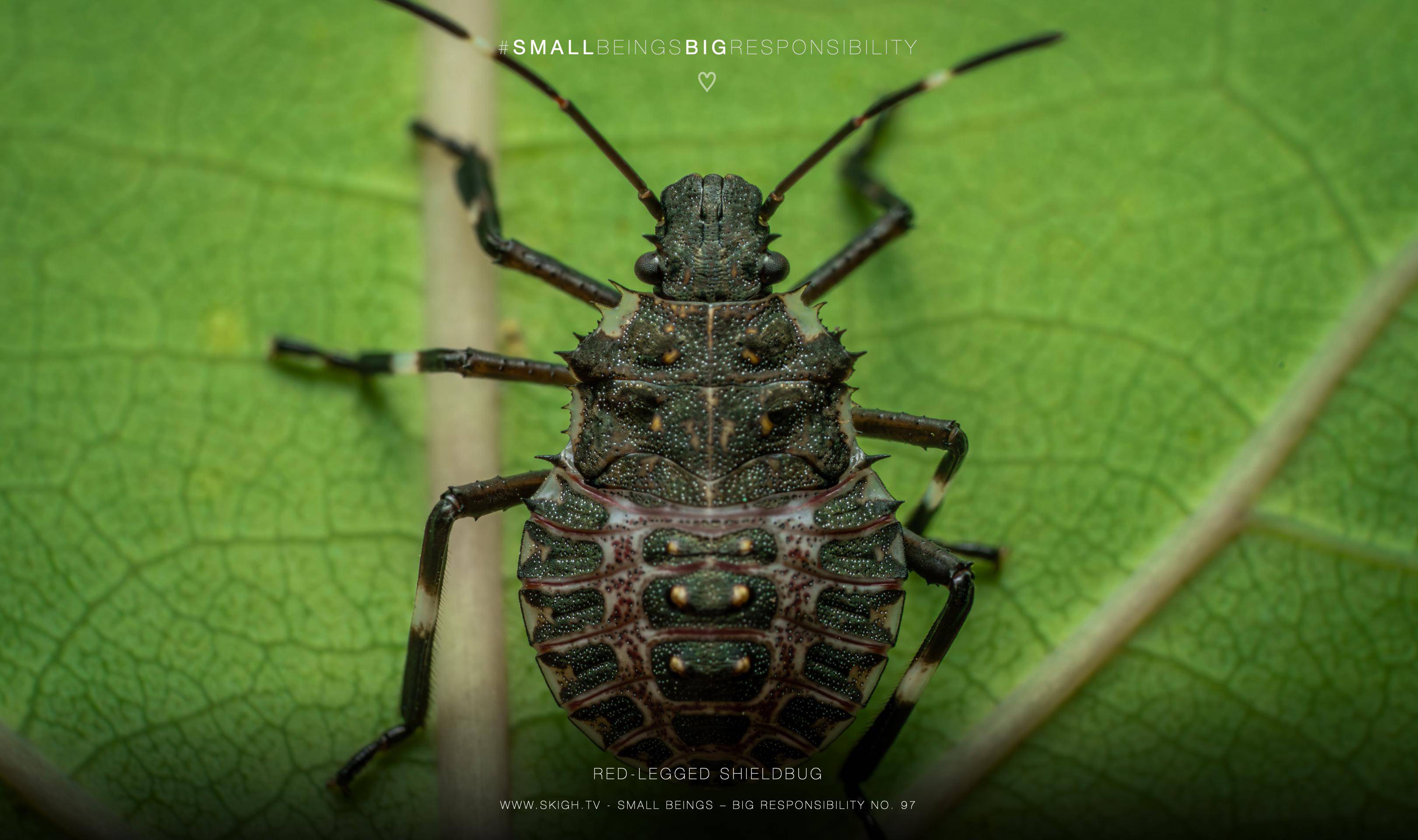 red-legged shieldbug