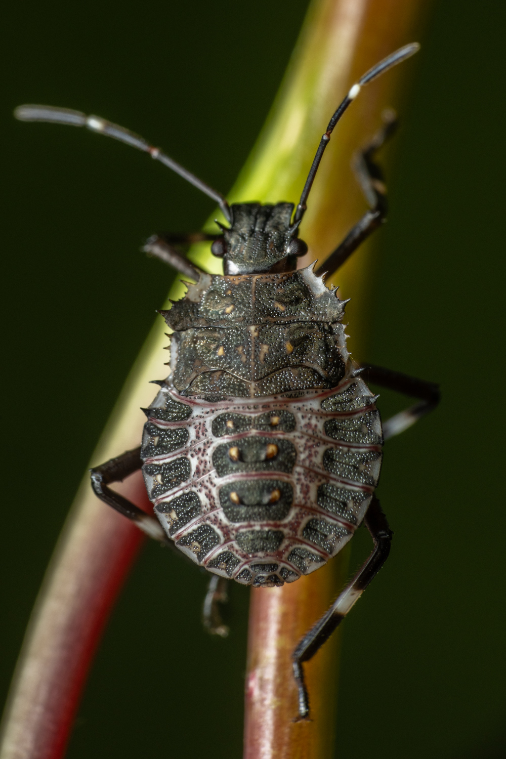 red-legged shieldbug