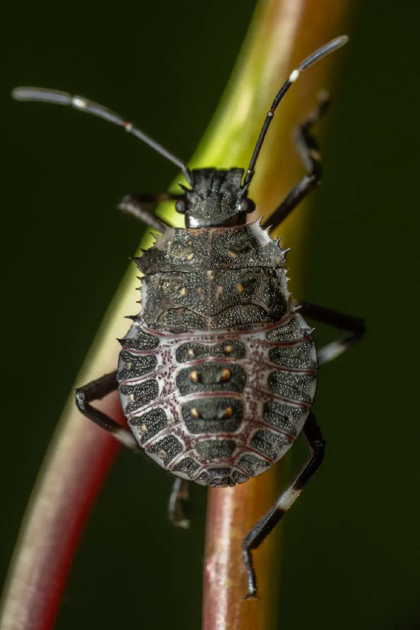 red-legged shieldbug
