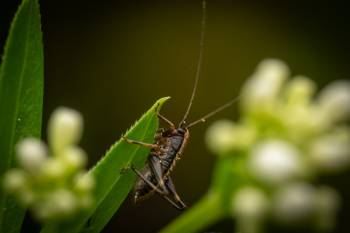 Dark Bush-cricket