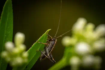 Dark Bush-cricket