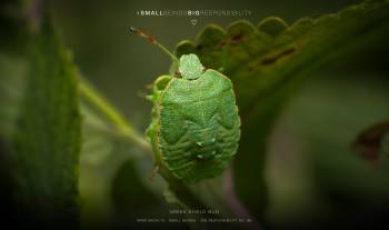 green shield bug