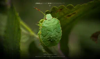 green shield bug