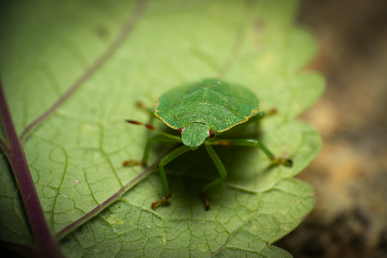 green shield bug