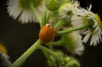 Asian Lady Beetle