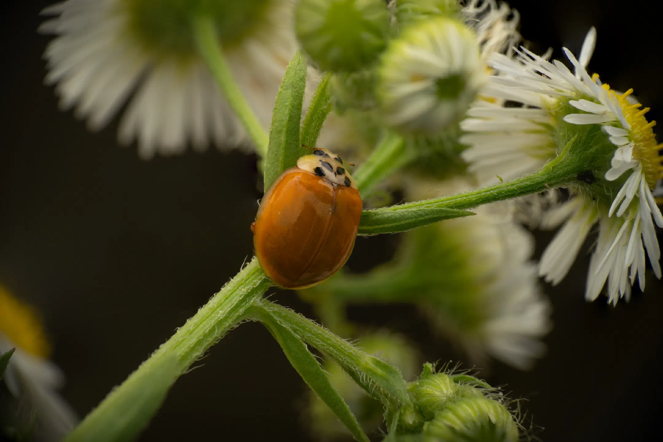 Asian Lady Beetle