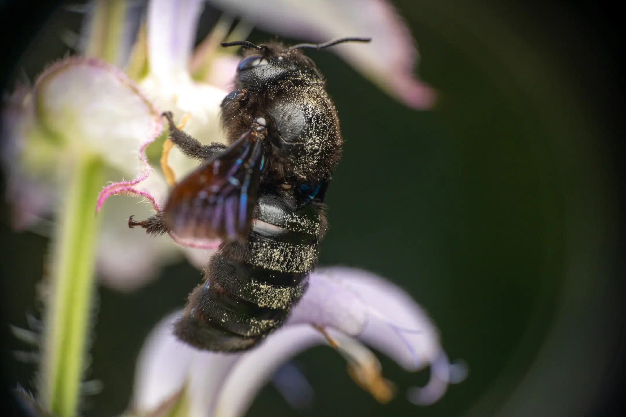 Violet Carpenter Bee