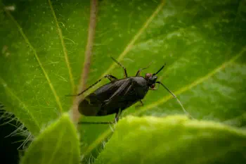 Common Nettle Flower Bug
