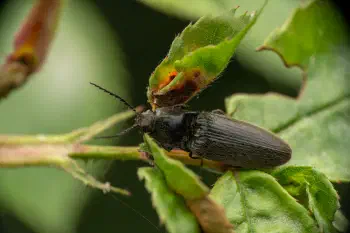 Hemicrepidius niger