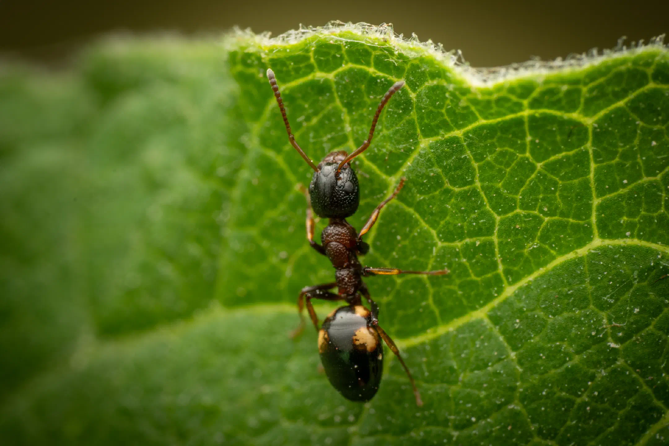 Four-Spotted Odorous Ant