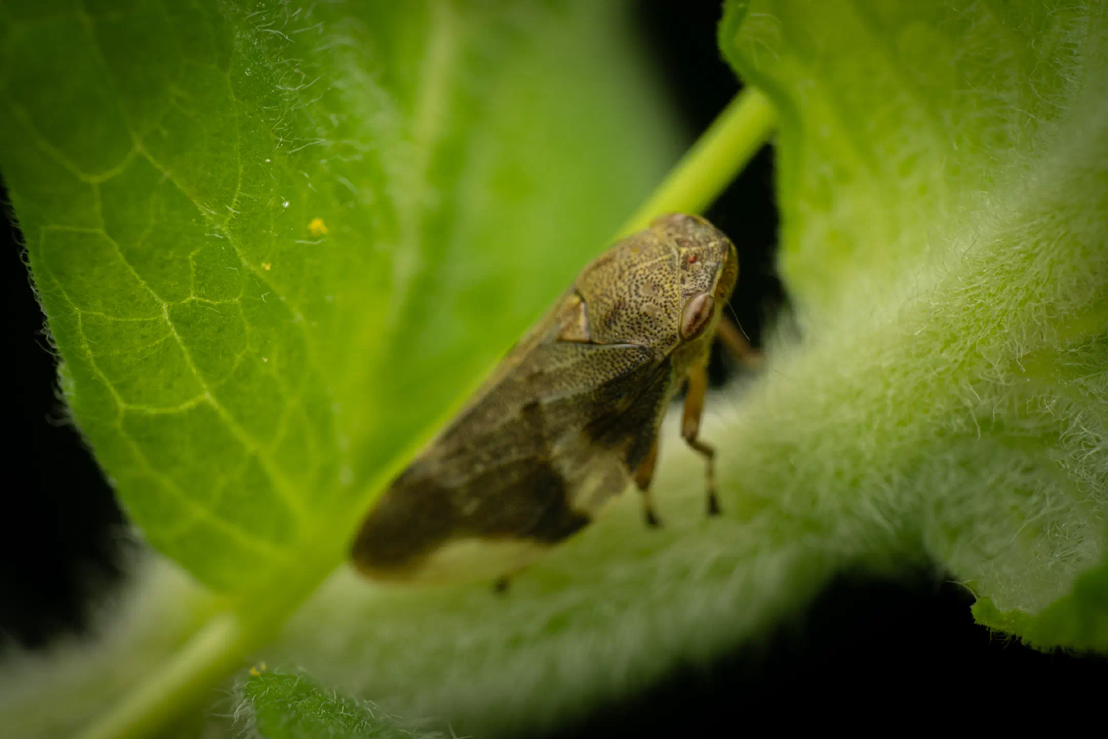Alder Spittlebug