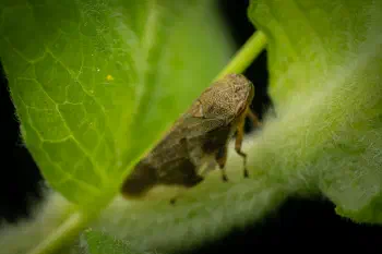 Alder Spittlebug