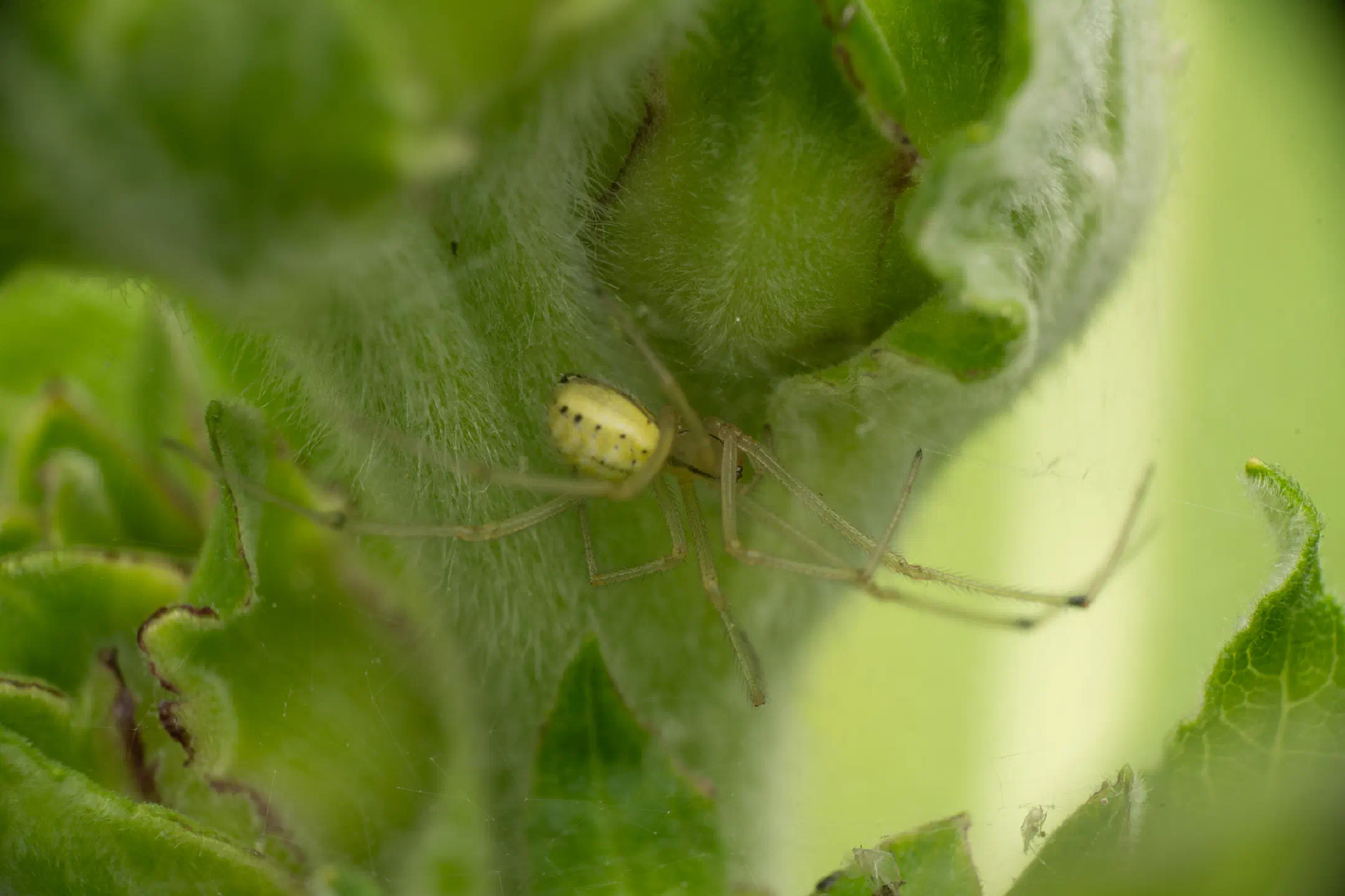 Common candy-striped spider