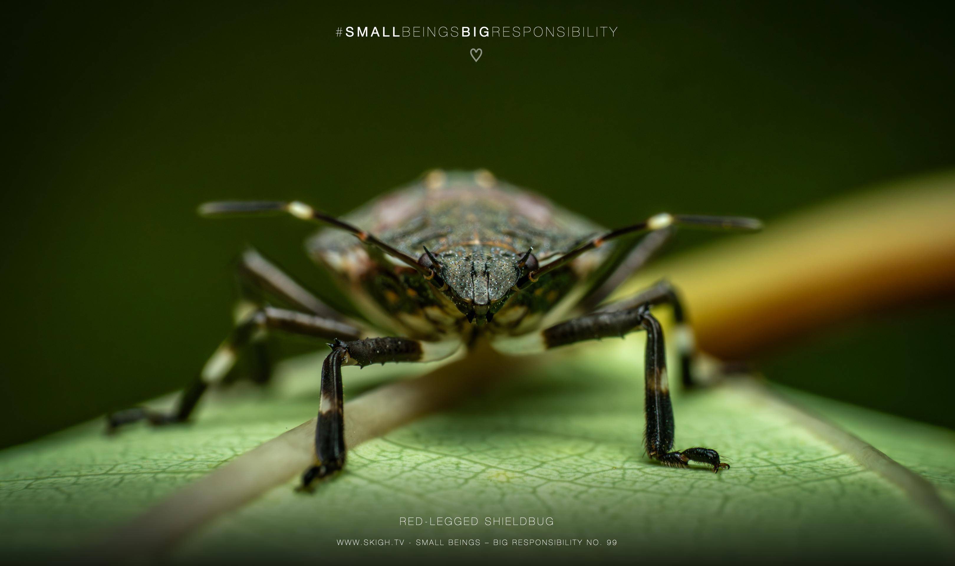 red-legged shieldbug | 1/250s * f14 * ISO 400 * 90mm - FE 90mm F2.8 Macro G OSS - Sony α7R V red-legged shieldbug