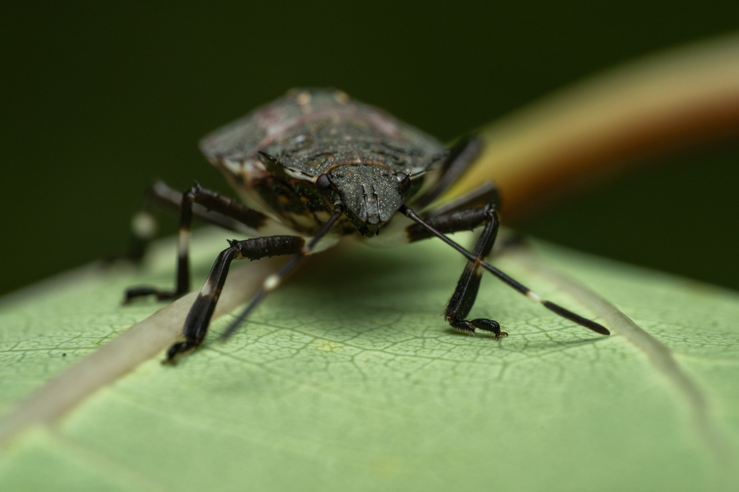 red-legged shieldbug