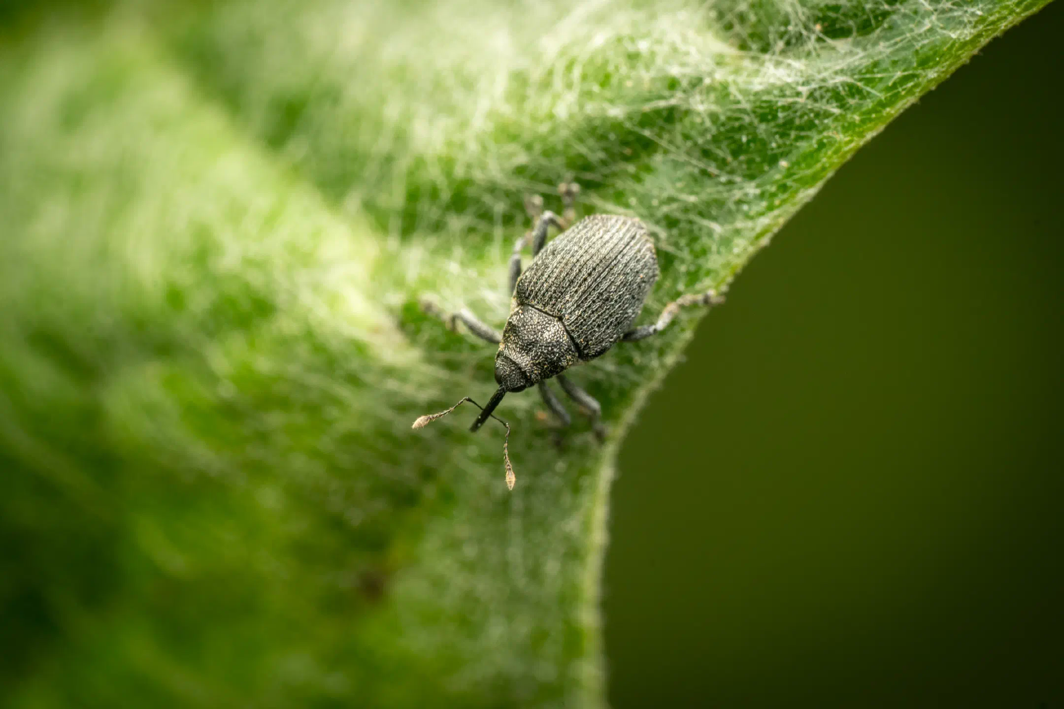 Cabbage seed Weevil