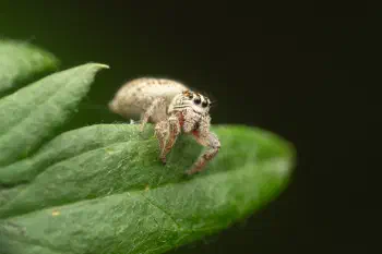 Mile End Jumping Spider