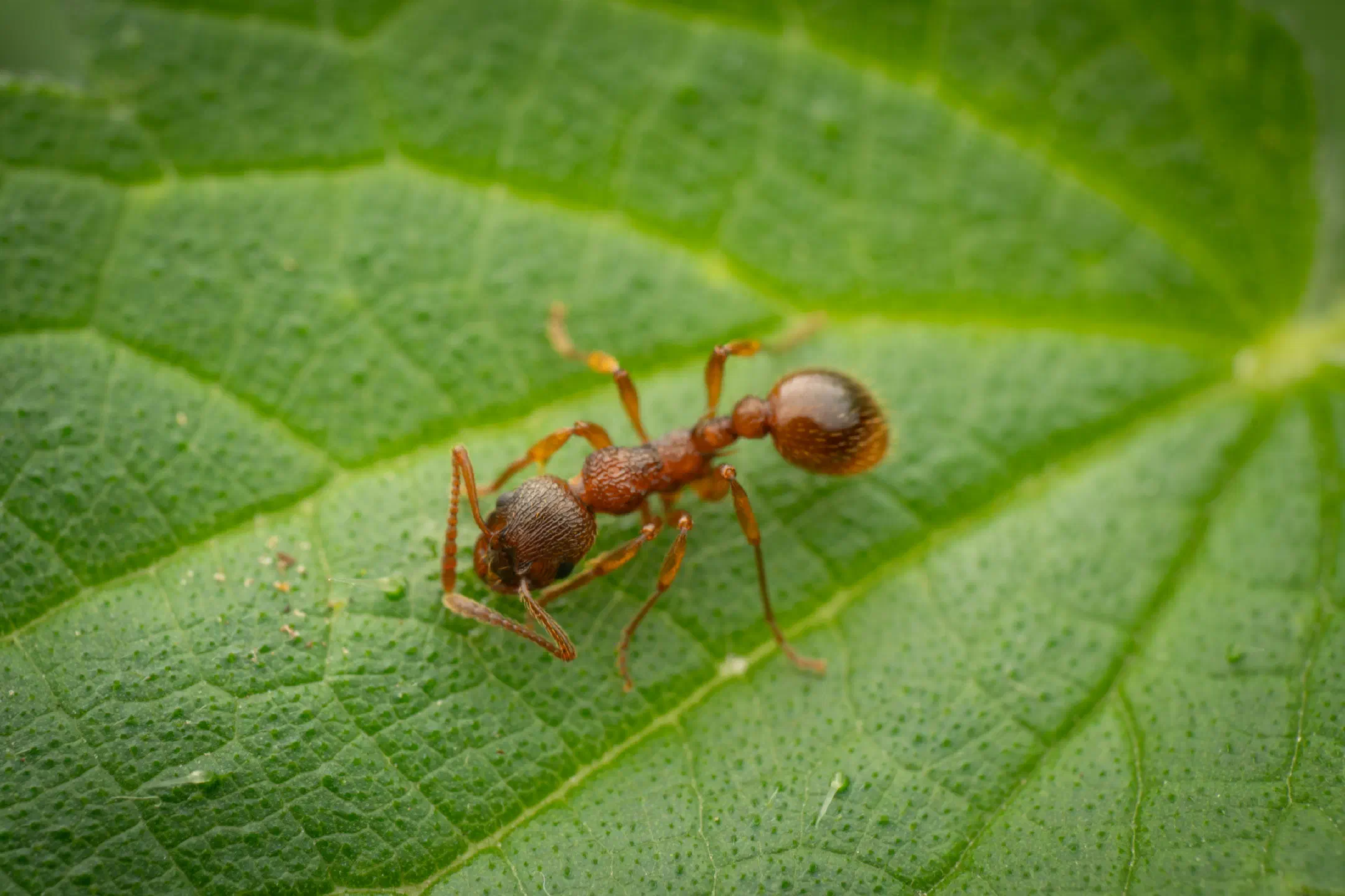 European fire ant | European fire ant