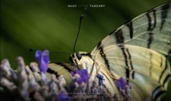 Scarce swallowtail on lavender