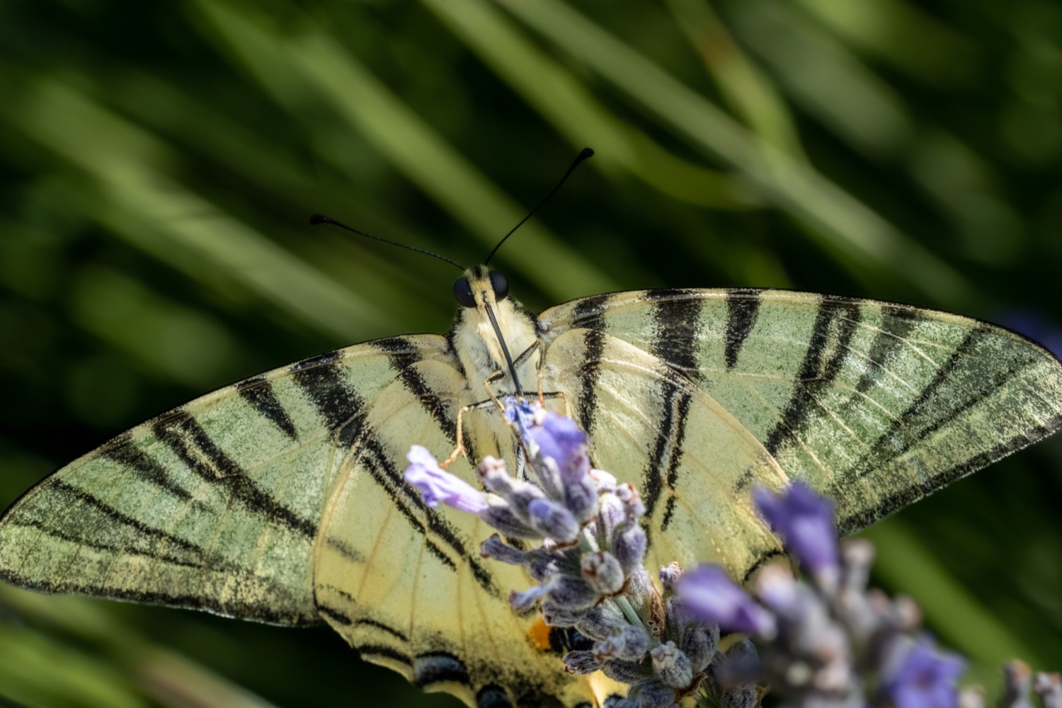 Scarce swallowtail on lavender