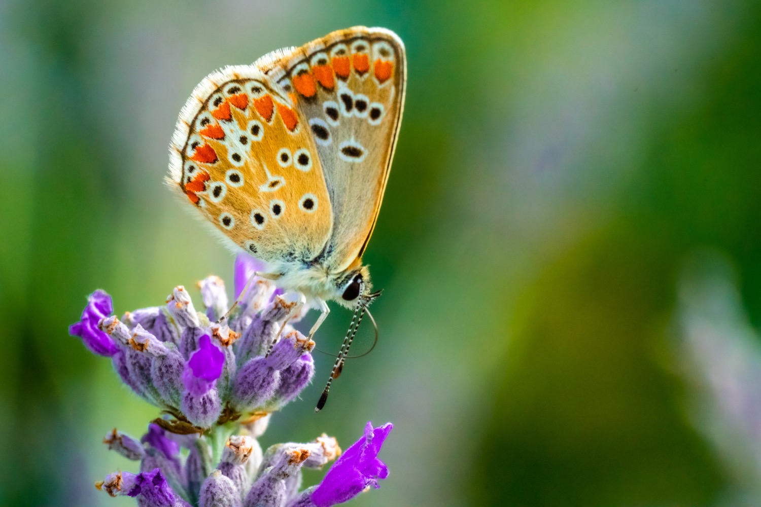 Scarce swallowtail on lavender