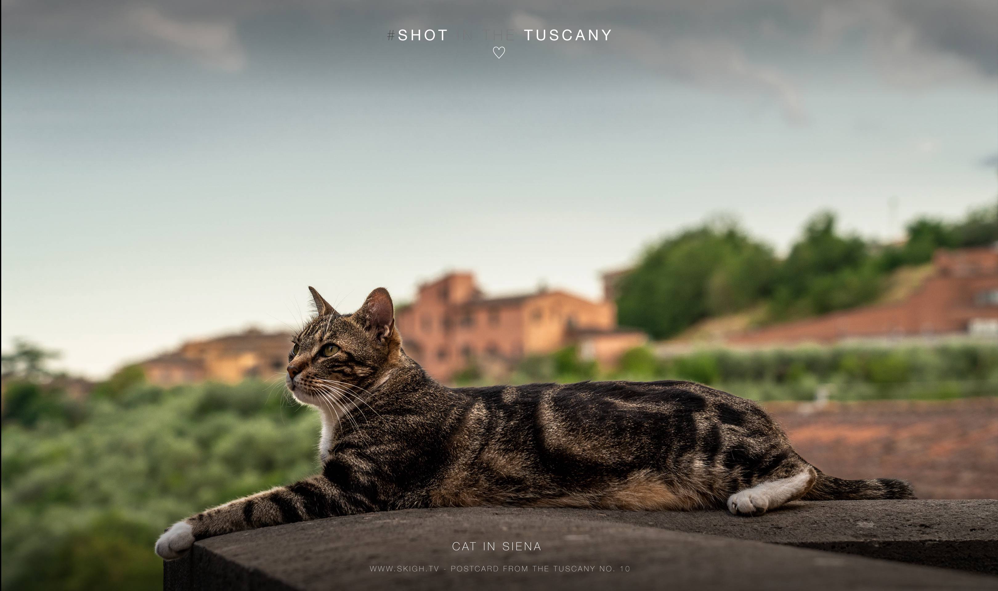 Cat in Siena