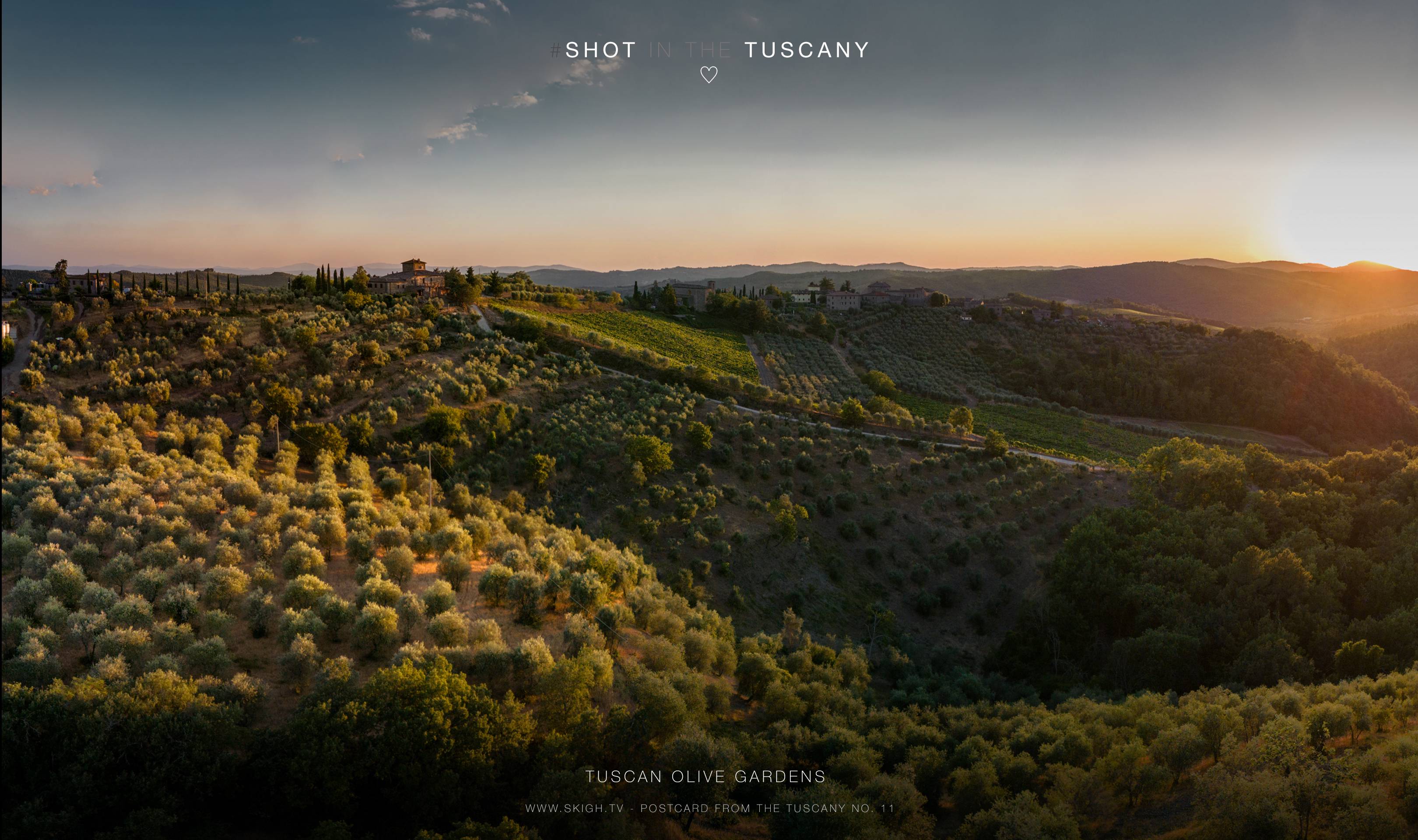 Tuscan olive gardens