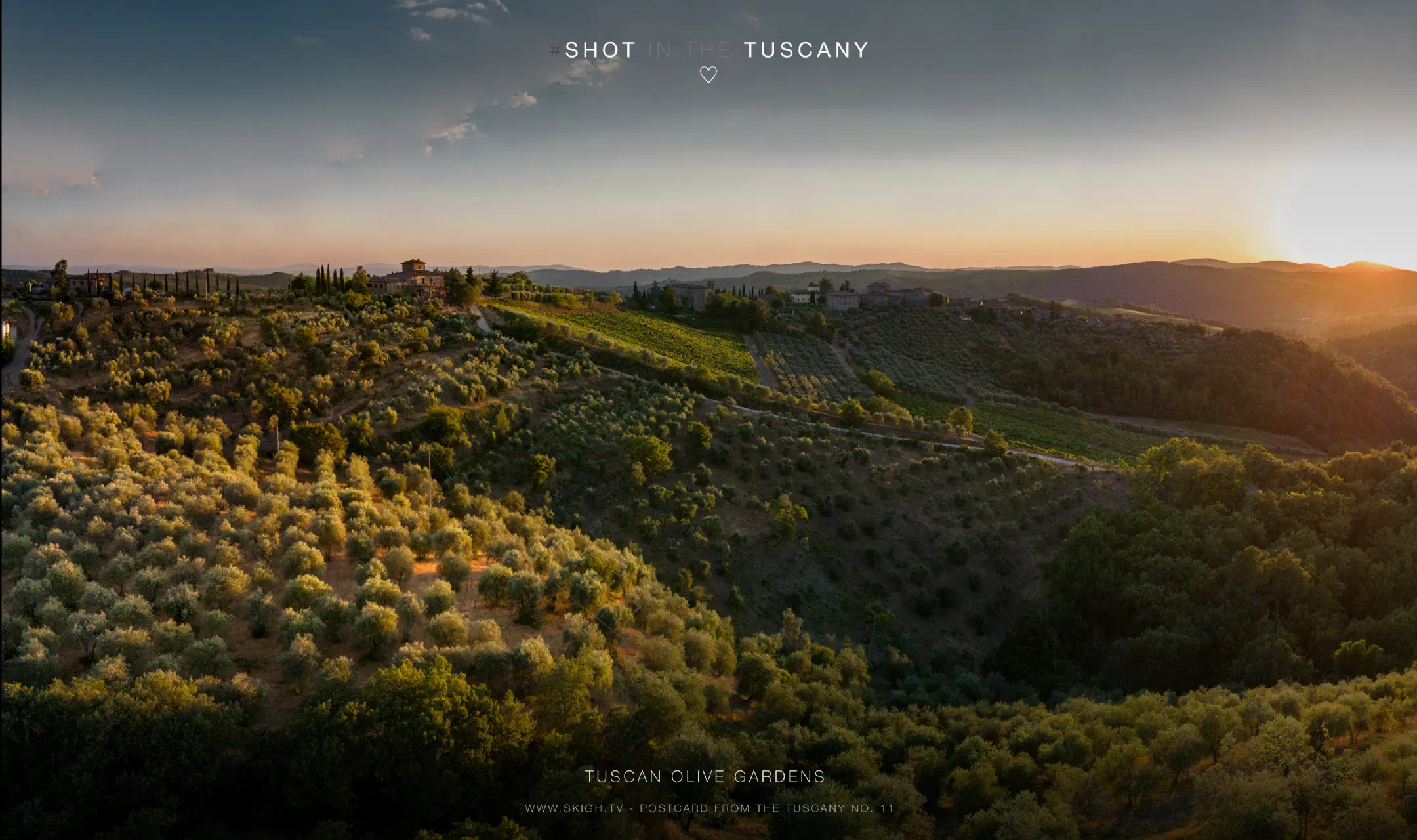 Tuscan olive gardens