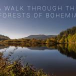 A walk through the forests of Bohemia