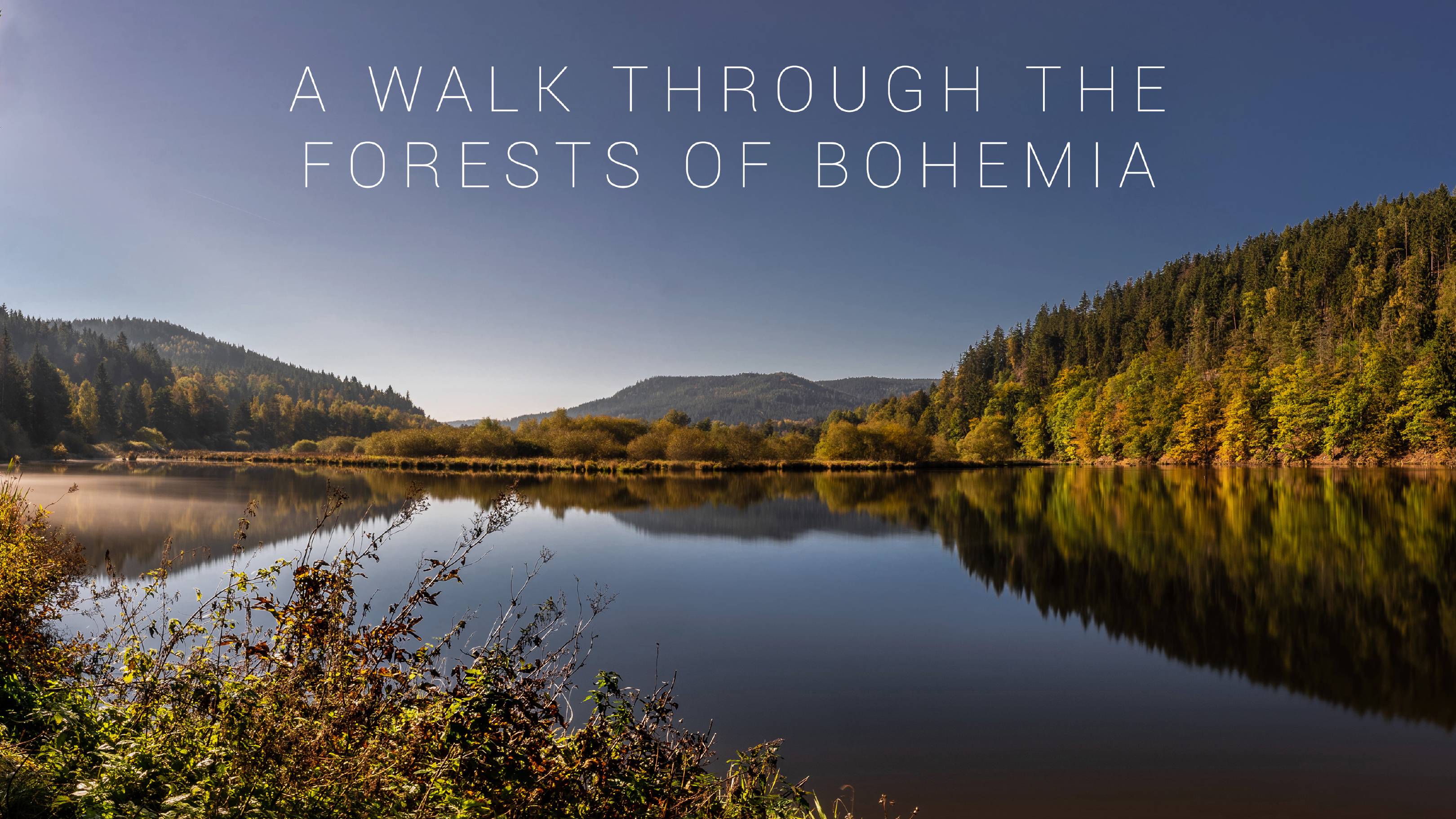 A walk through the forests of Bohemia