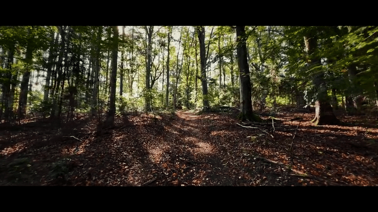 A walk through the forests of Bohemia