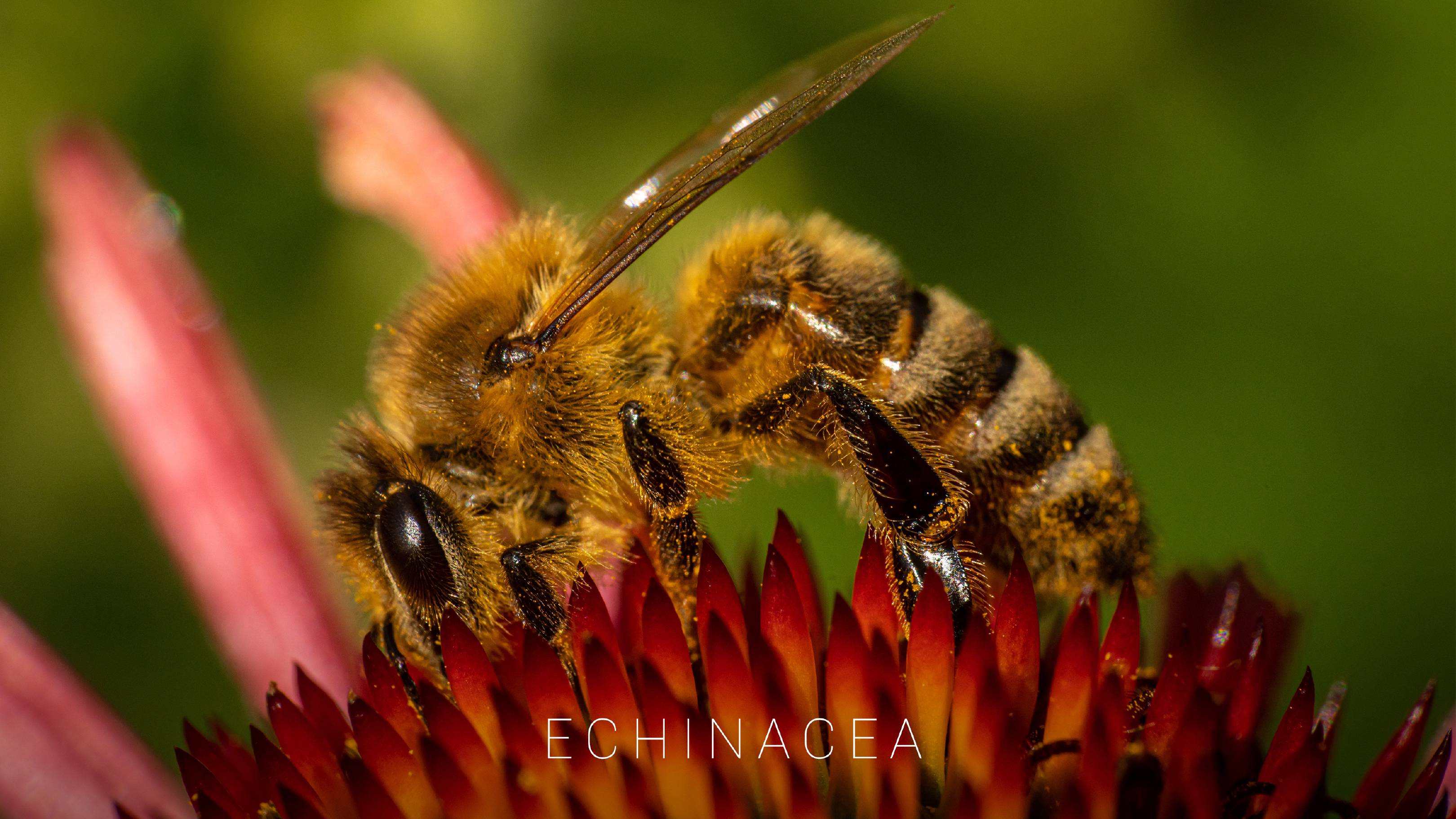 Echinacea