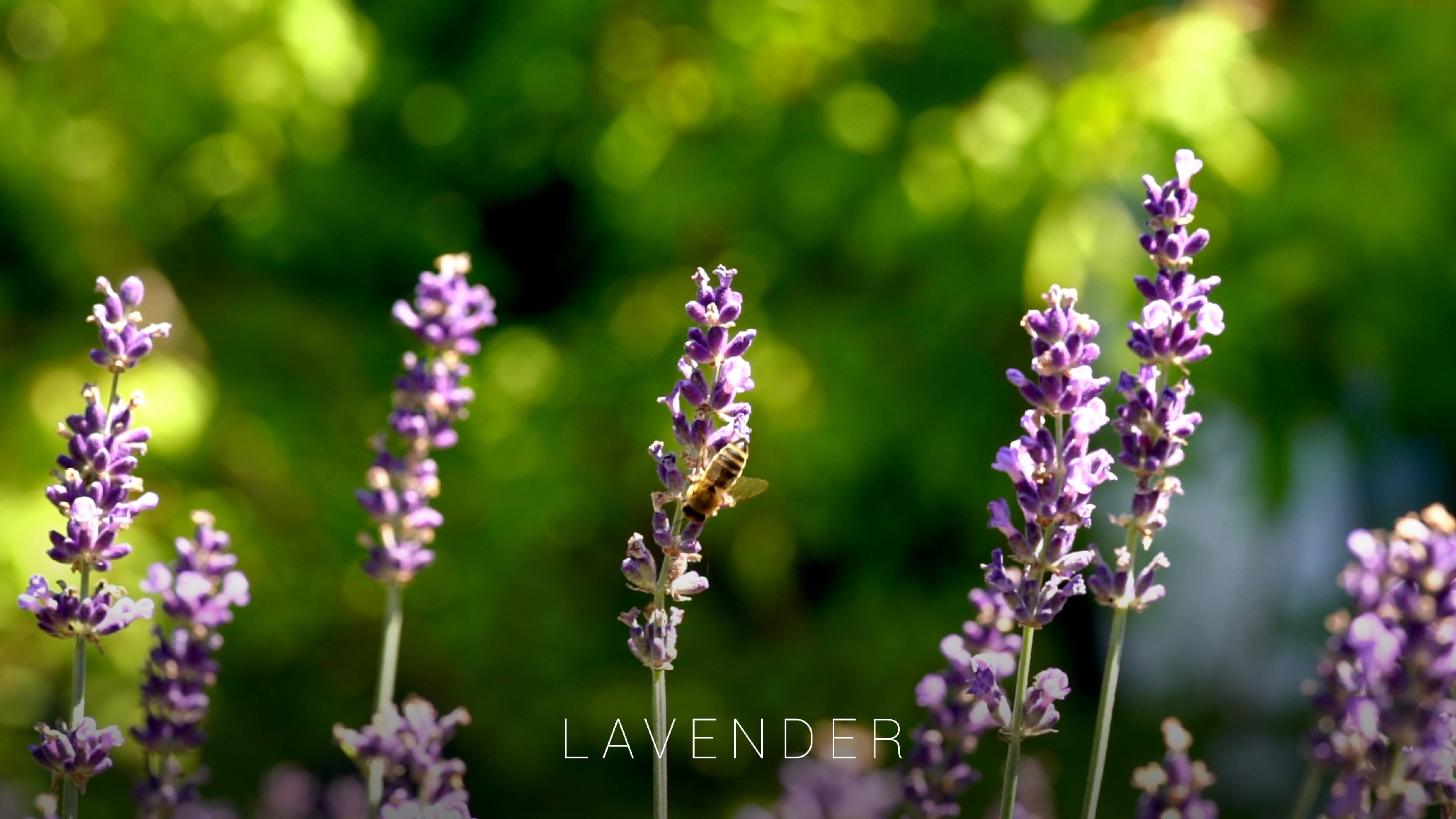 Lavender